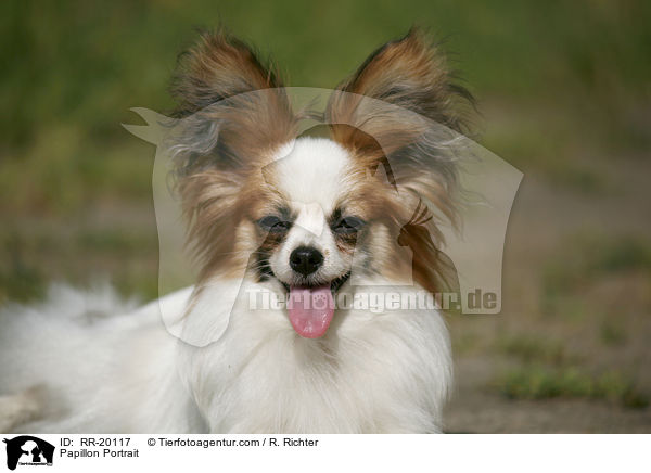 Papillon Portrait / RR-20117