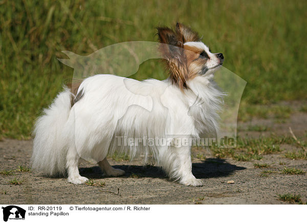 standing Papillon / RR-20119