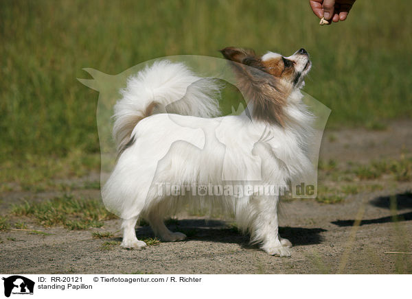 standing Papillon / RR-20121