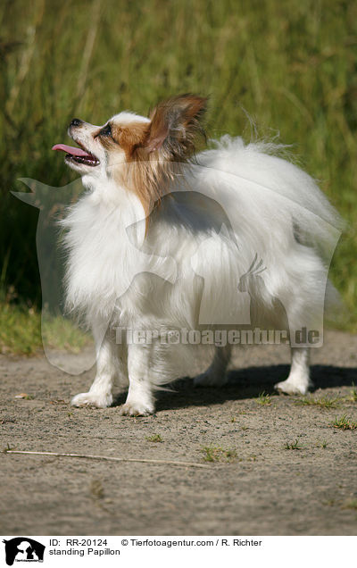 standing Papillon / RR-20124
