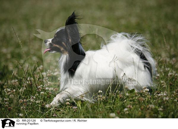 running Papillon / RR-20126