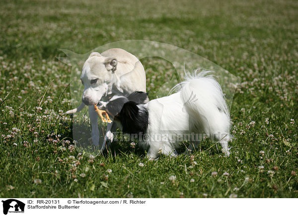 Staffordshire Bullterrier / Staffordshire Bullterrier / RR-20131