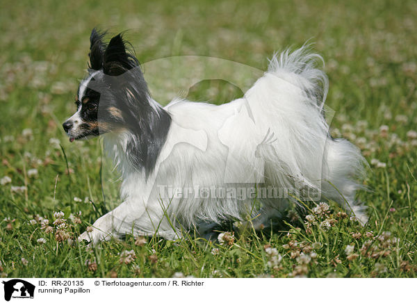 running Papillon / RR-20135