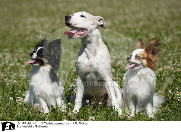 Staffordshire Bullterrier / Staffordshire Bullterrier / RR-20141