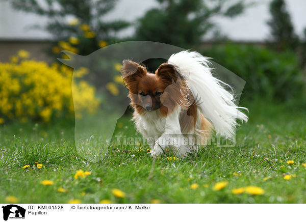 Papillon / KMI-01528