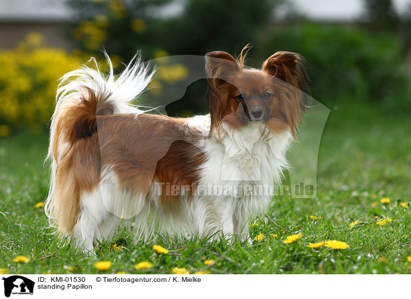 standing Papillon / KMI-01530