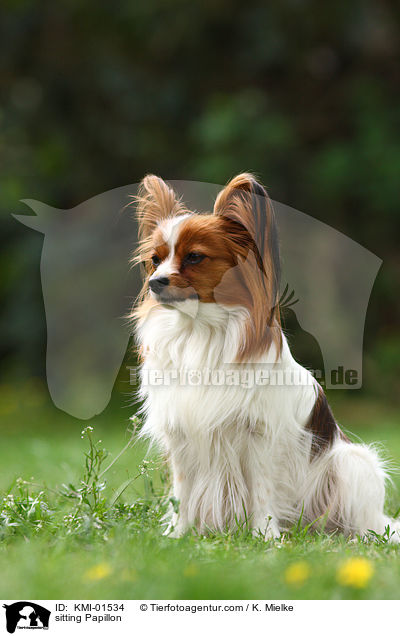sitting Papillon / KMI-01534