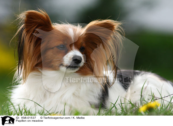 Papillon on meadow / KMI-01537