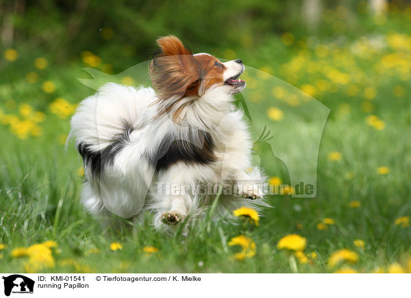 running Papillon / KMI-01541