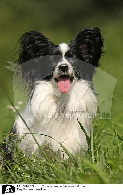 Papillon on meadow / MK-01366