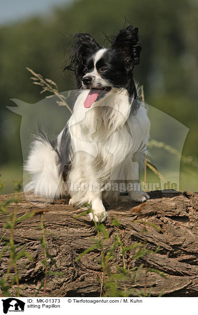 sitting Papillon / MK-01373