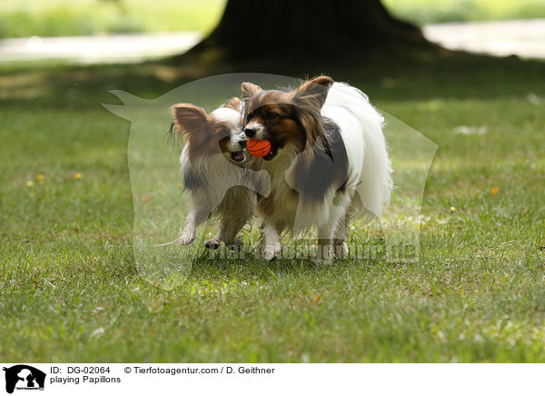 playing Papillons / DG-02064