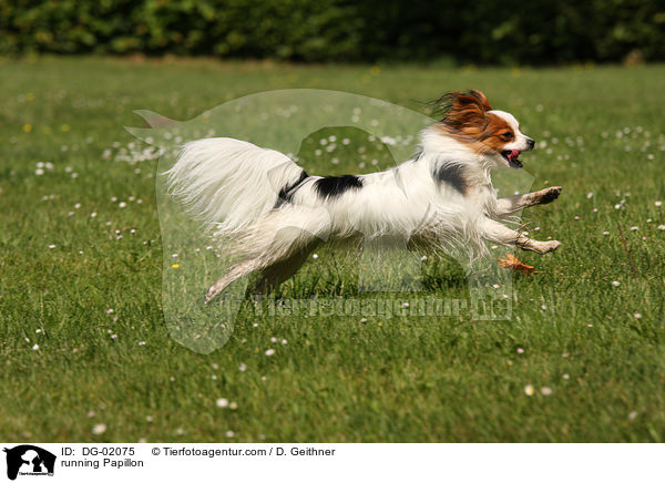 rennender Papillon / running Papillon / DG-02075