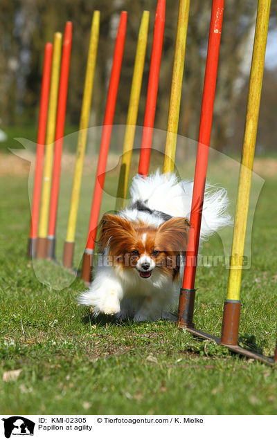 Papillon beim Agility / Papillon at agility / KMI-02305