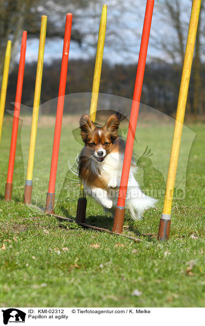 Papillon beim Agility / Papillon at agility / KMI-02312