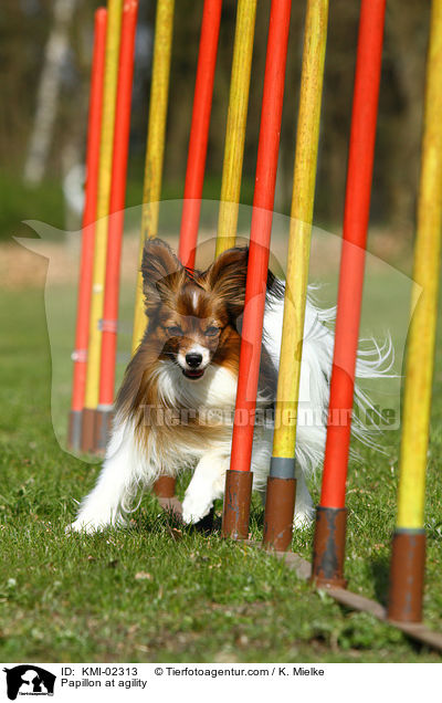 Papillon at agility / KMI-02313