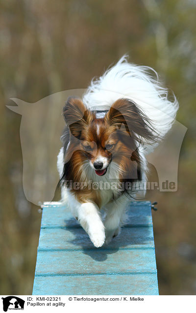 Papillon at agility / KMI-02321