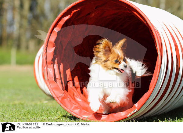 Papillon at agility / KMI-02331