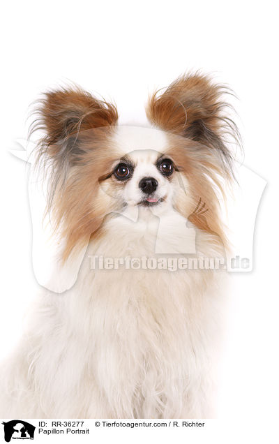 Papillon Portrait / Papillon Portrait / RR-36277