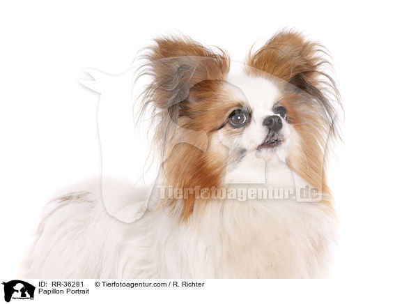 Papillon Portrait / Papillon Portrait / RR-36281