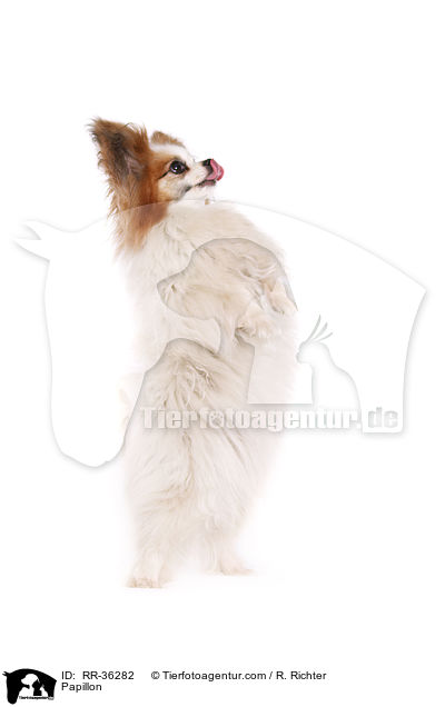 Papillon / Papillon / RR-36282