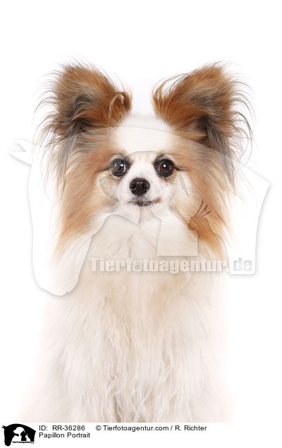Papillon Portrait / Papillon Portrait / RR-36286