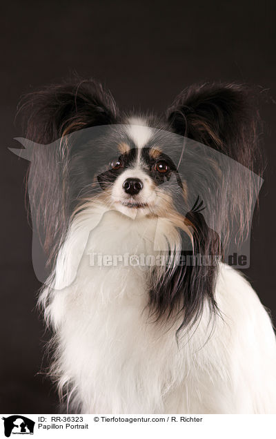 Papillon Portrait / Papillon Portrait / RR-36323