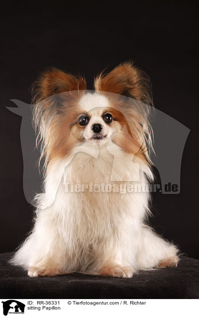 sitzender Papillon / sitting Papillon / RR-36331