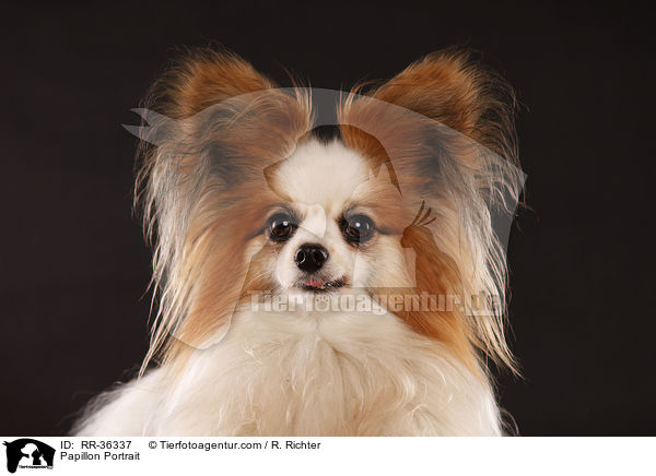 Papillon Portrait / Papillon Portrait / RR-36337