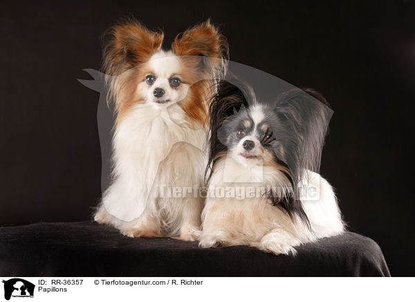 Papillons / Papillons / RR-36357