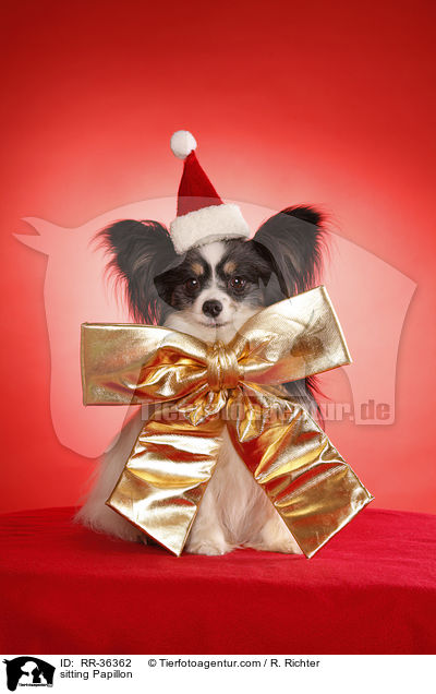 sitzender Papillon / sitting Papillon / RR-36362