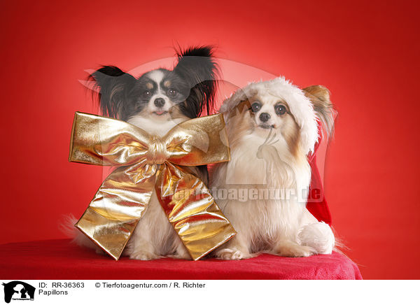 Papillons / Papillons / RR-36363