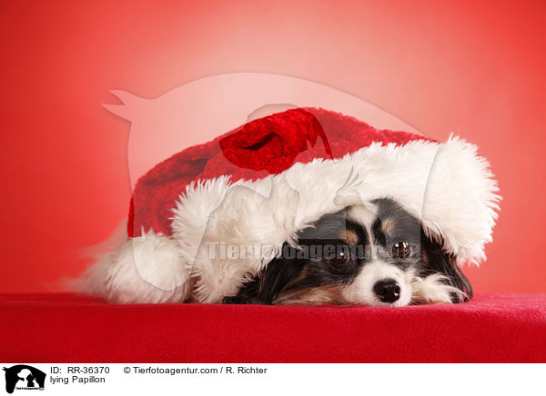 liegender Papillon / lying Papillon / RR-36370