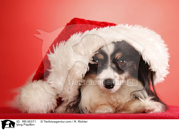 liegender Papillon / lying Papillon / RR-36371