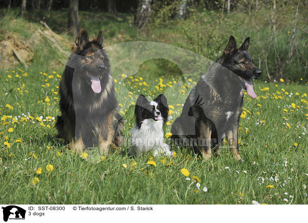 3 dogs / SST-08300