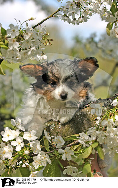 Papillon Welpe / Papillon puppy / DG-07479