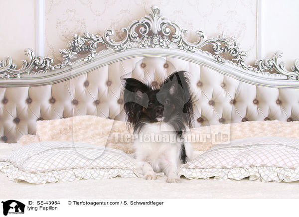 liegender Papillon / lying Papillon / SS-43954