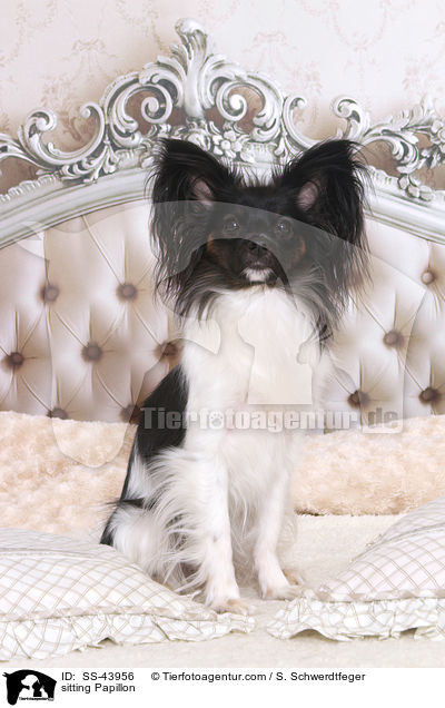 sitzender Papillon / sitting Papillon / SS-43956