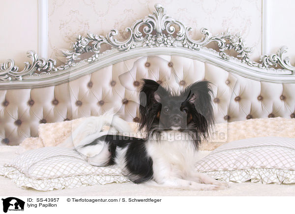liegender Papillon / lying Papillon / SS-43957