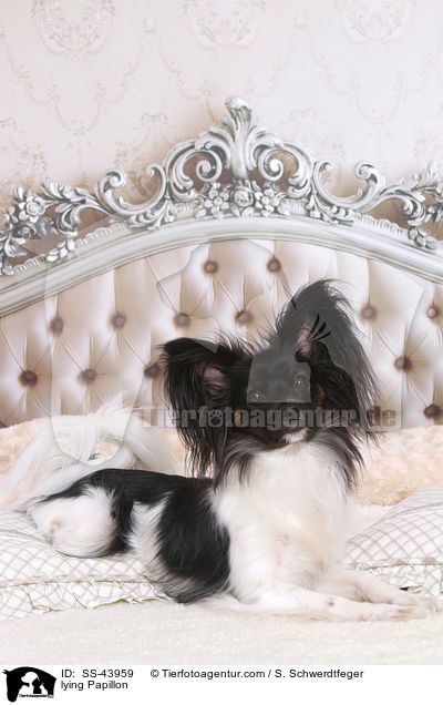 liegender Papillon / lying Papillon / SS-43959