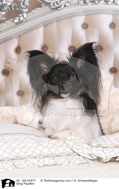 liegender Papillon / lying Papillon / SS-43971