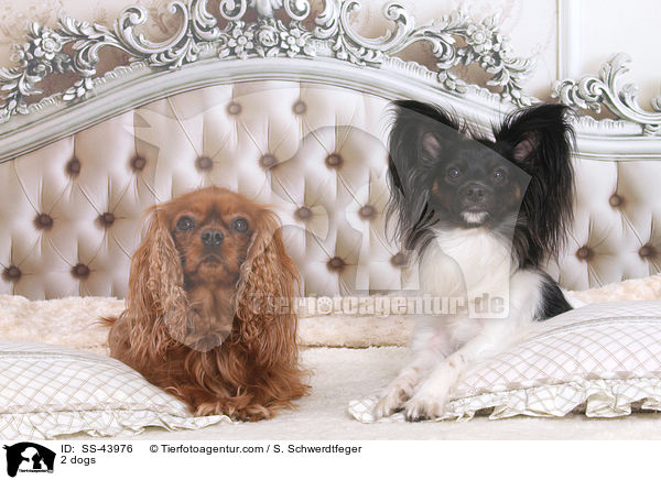 2 Hunde / 2 dogs / SS-43976