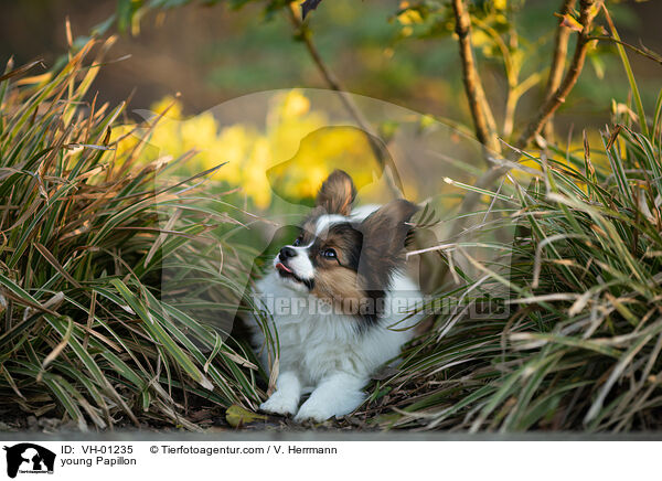young Papillon / VH-01235