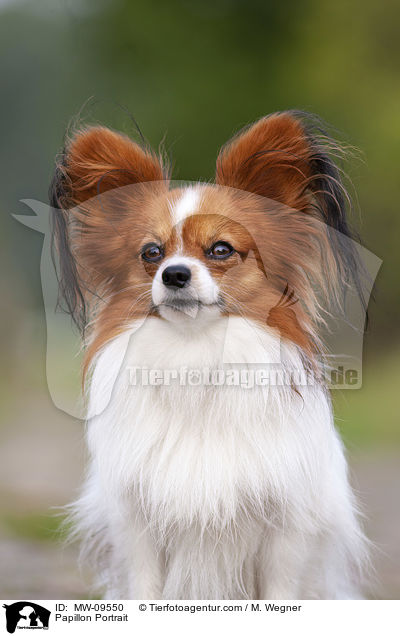 Papillon Portrait / MW-09550