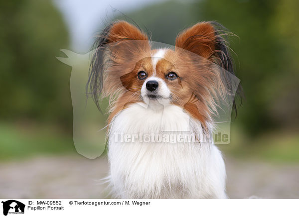 Papillon Portrait / MW-09552