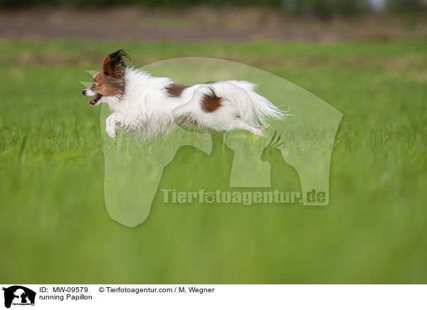 rennender Papillon / running Papillon / MW-09579