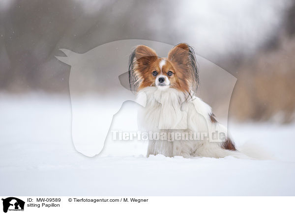 sitzender Papillon / sitting Papillon / MW-09589