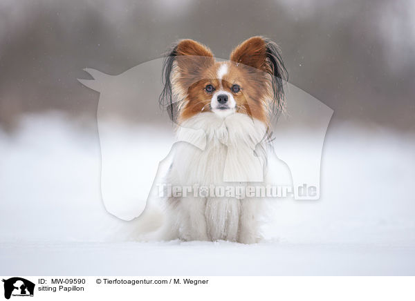 sitting Papillon / MW-09590