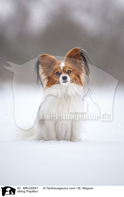 sitting Papillon / MW-09591