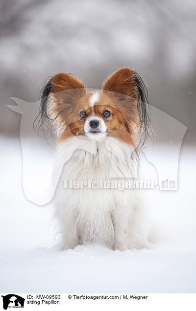 sitting Papillon / MW-09593